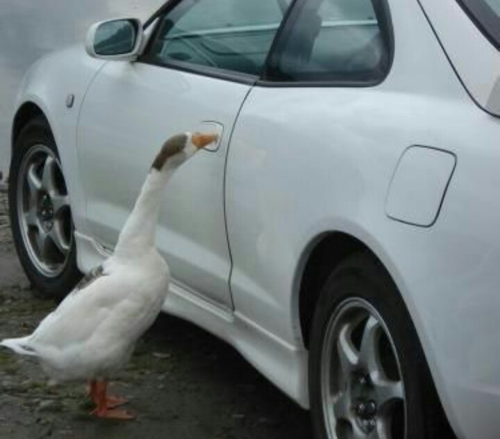 Goose. - Гусь, Auto, Longpost