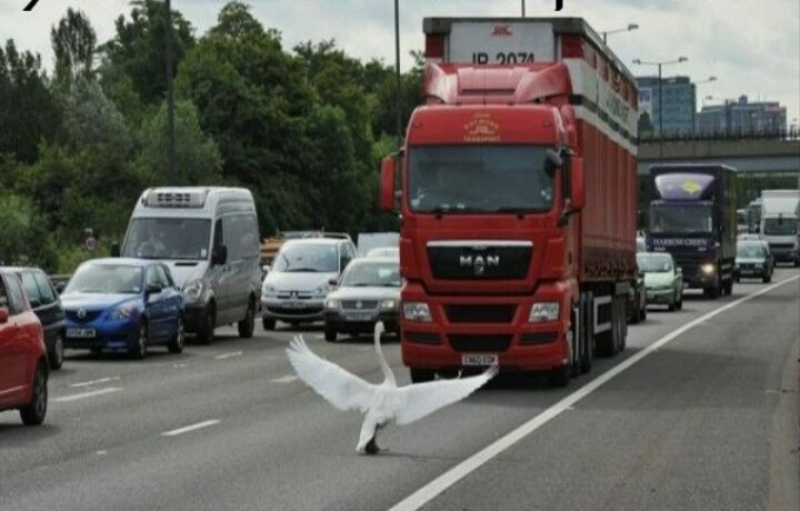 Goose. - Гусь, Auto, Longpost