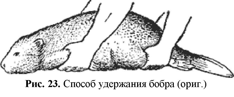 Безудержного бобра пост | Пикабу