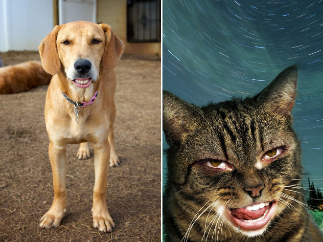 В рот мне...ЗУБЫ? | Пикабу