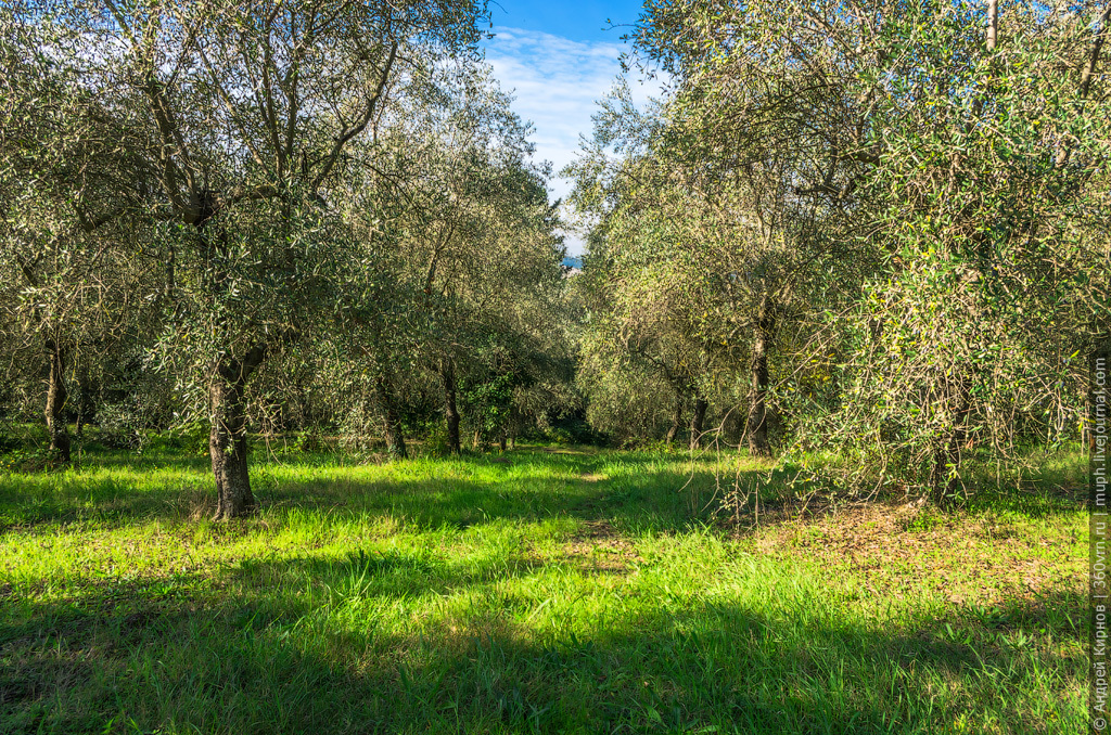 How olive oil is made in Italy - Video, Production, Olives, Olive oil, Italy, Longpost