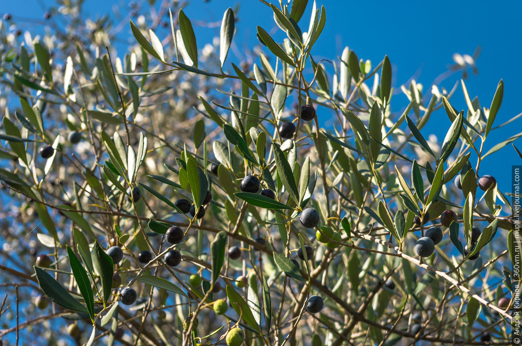 How olive oil is made in Italy - Video, Production, Olives, Olive oil, Italy, Longpost