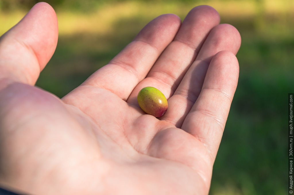 How olive oil is made in Italy - Video, Production, Olives, Olive oil, Italy, Longpost