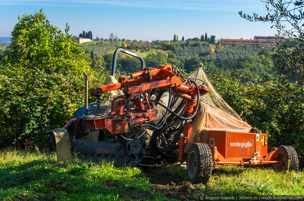 How olive oil is made in Italy - Video, Production, Olives, Olive oil, Italy, Longpost