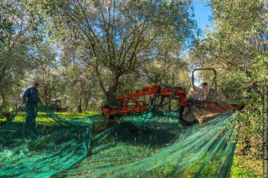 How olive oil is made in Italy - Video, Production, Olives, Olive oil, Italy, Longpost