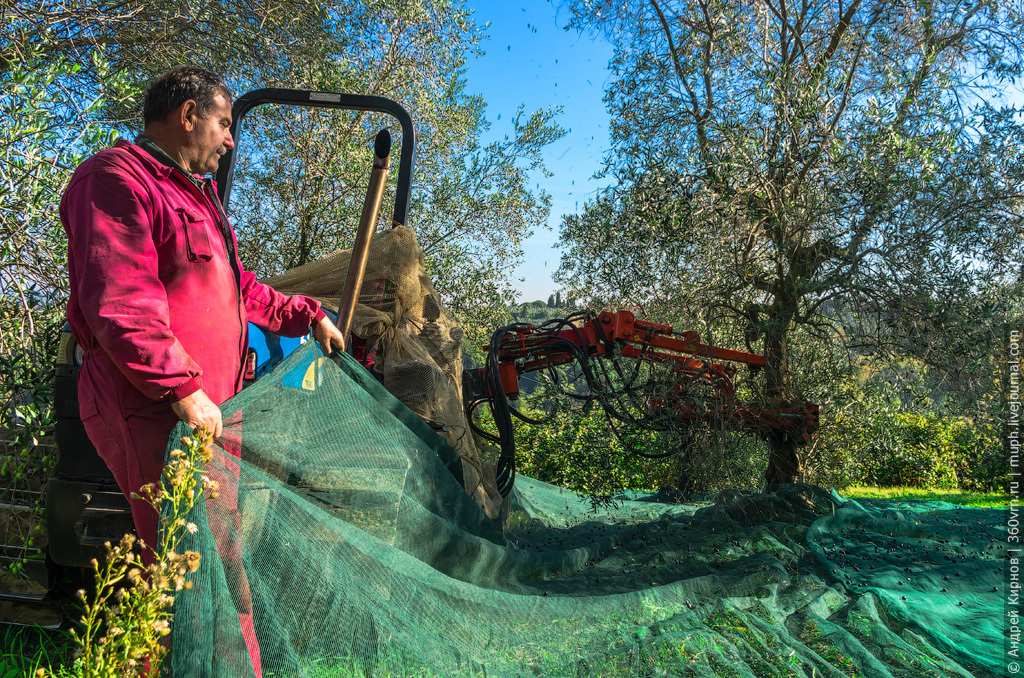 How olive oil is made in Italy - Video, Production, Olives, Olive oil, Italy, Longpost