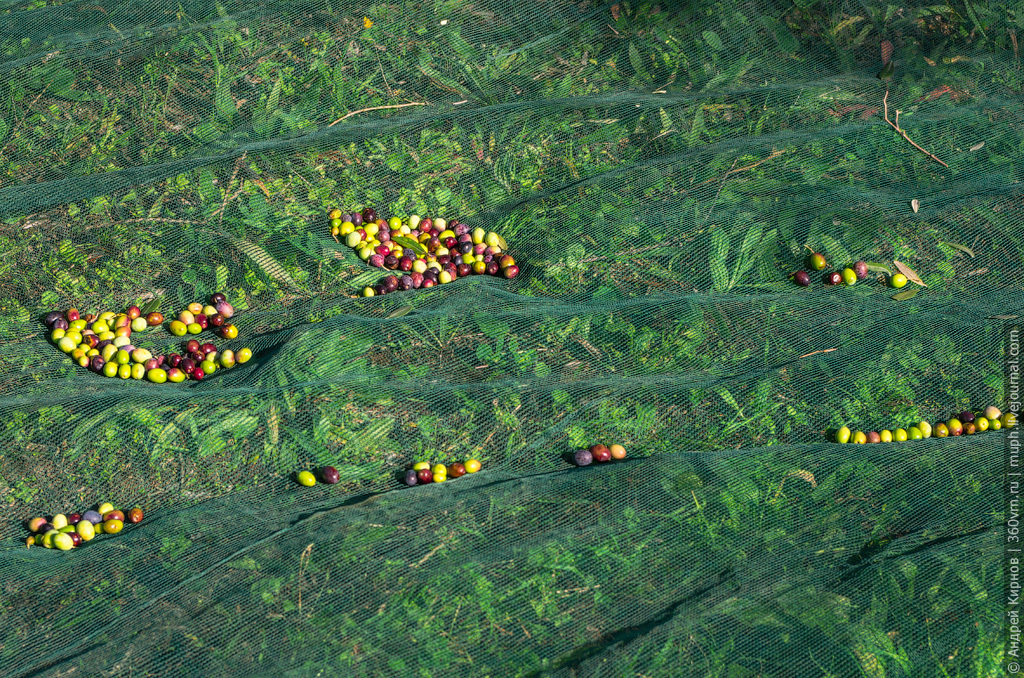 How olive oil is made in Italy - Video, Production, Olives, Olive oil, Italy, Longpost