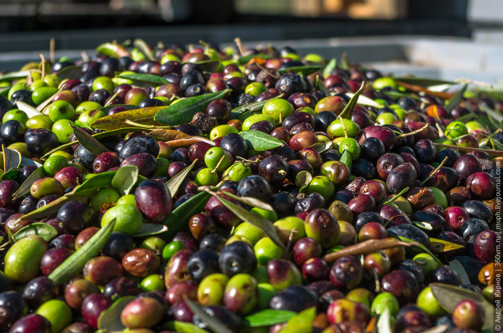 How olive oil is made in Italy - Video, Production, Olives, Olive oil, Italy, Longpost