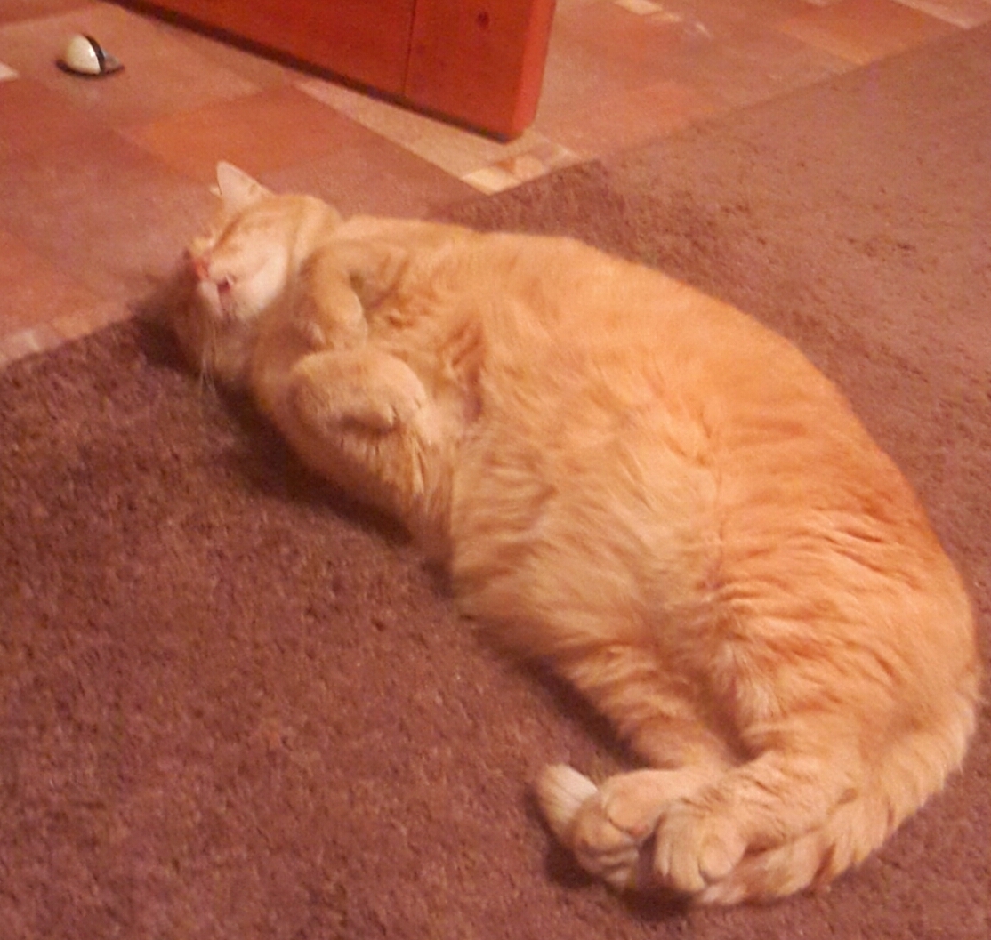 Толстый рыжий кот | Пикабу