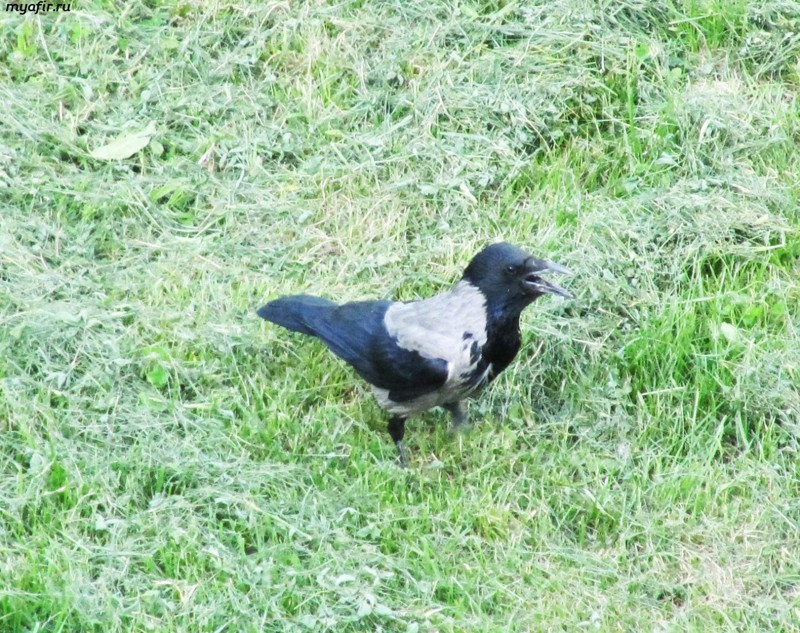 Ringing Moscow crows - Ringing, Crow, Story, Text