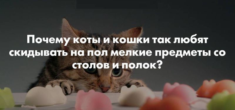Вот почему кошки сбрасывают вещи со стола и полок | Пикабу