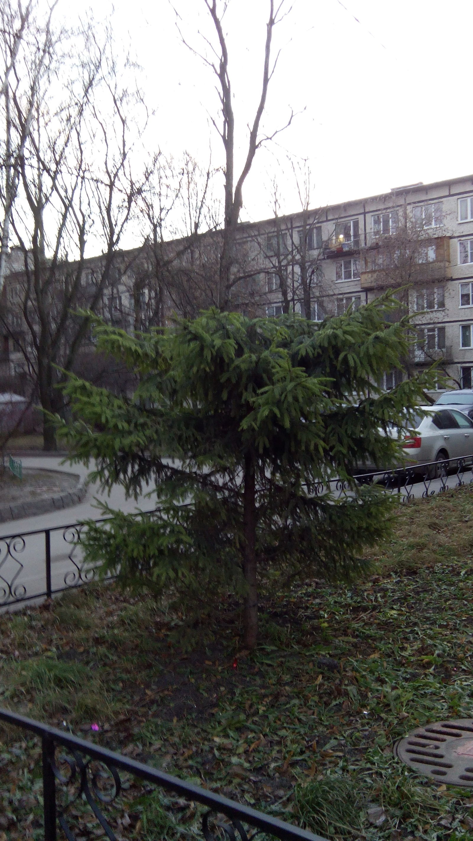 Goon people. - My, Christmas trees, My, Redneck, Saint Petersburg, New Year, Photo