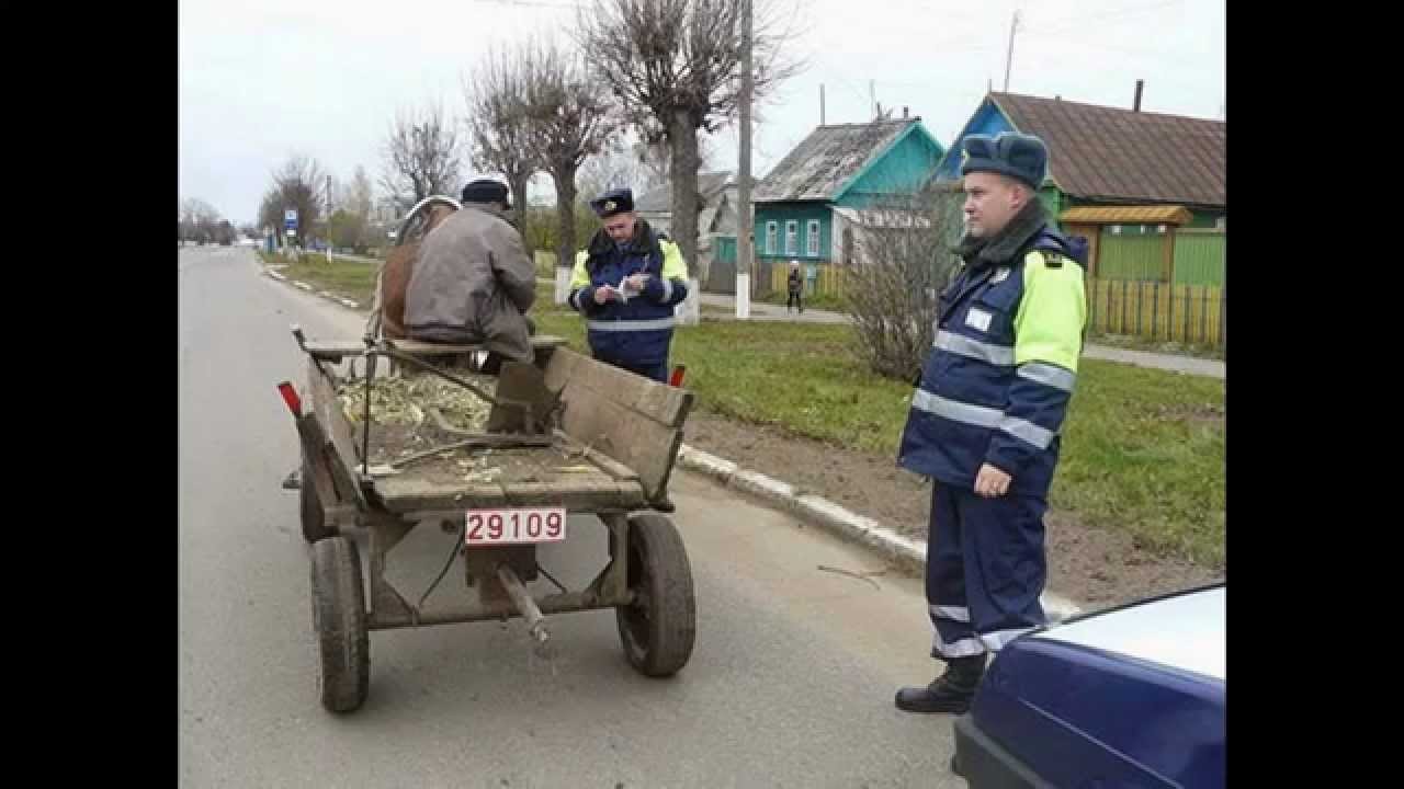 В «правах» введут категорию «водитель кобылы» | Пикабу