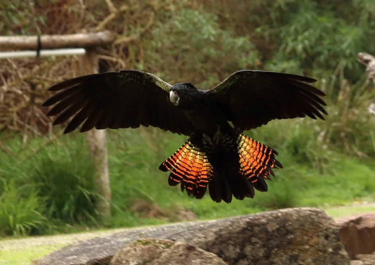 Banks' Funeral Cockatoo: Grim Cultist - My, , Birds, Animals, Wild animals, Nature, Humor, Animal book, Longpost