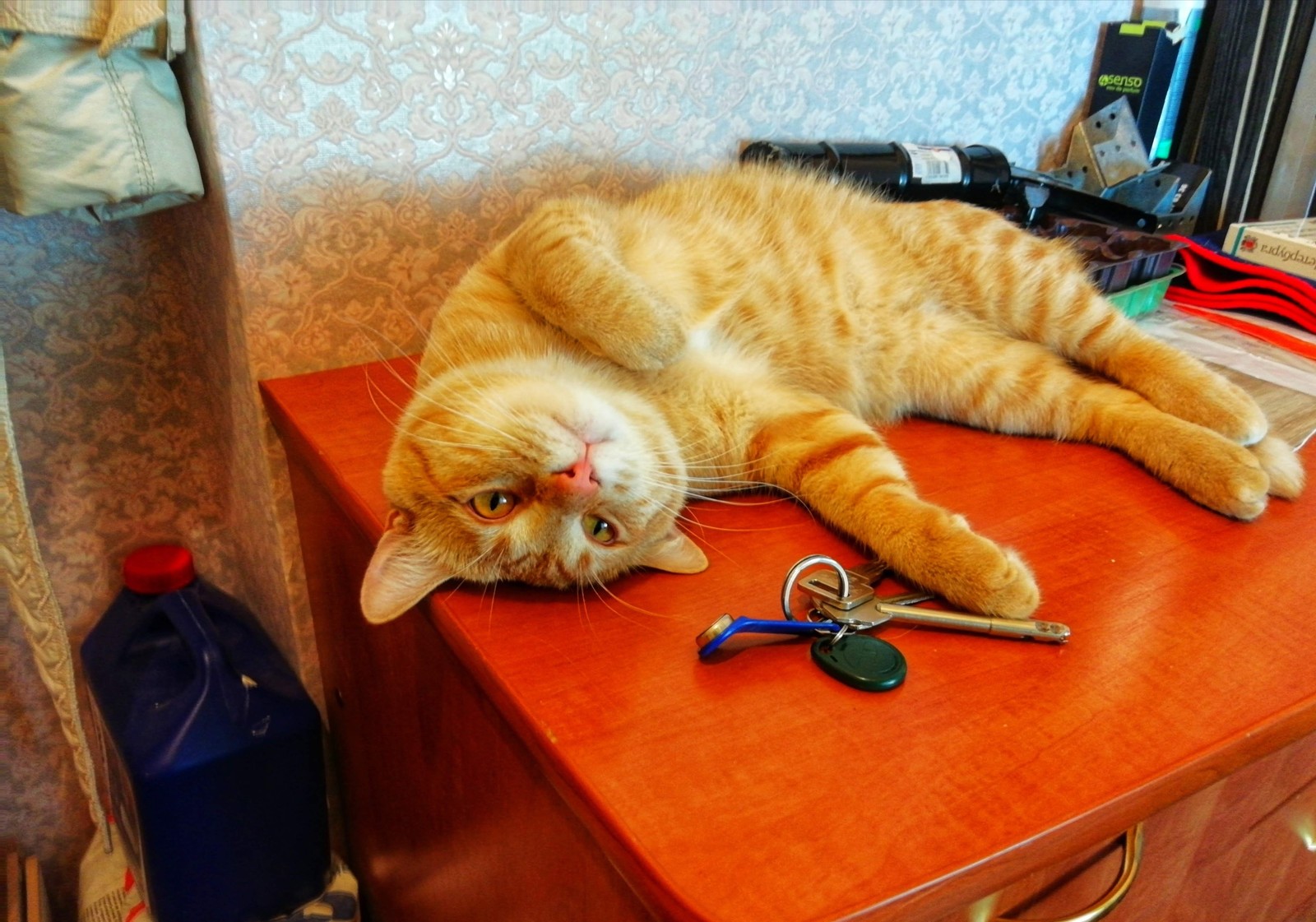 Go to work. I've already brought you the keys. - My, cat, Catomafia