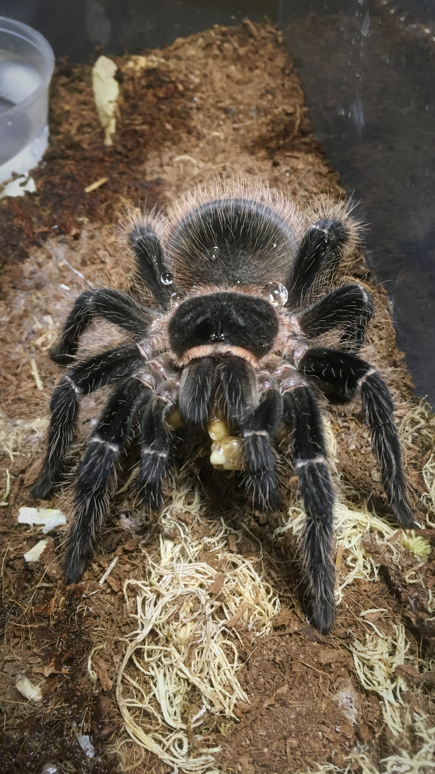 spider world - My, Spider, Bird spiders, Terrariumistics, Longpost, First long post, Video, GIF