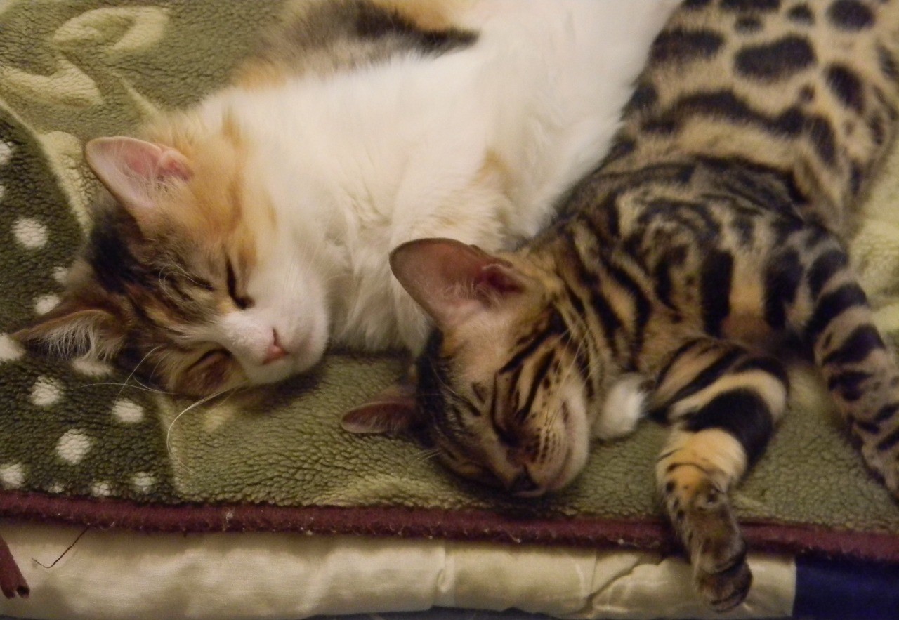 Synchronized felting - My, cat, Tricolor cat, Bengal cat, Longpost, Catomafia