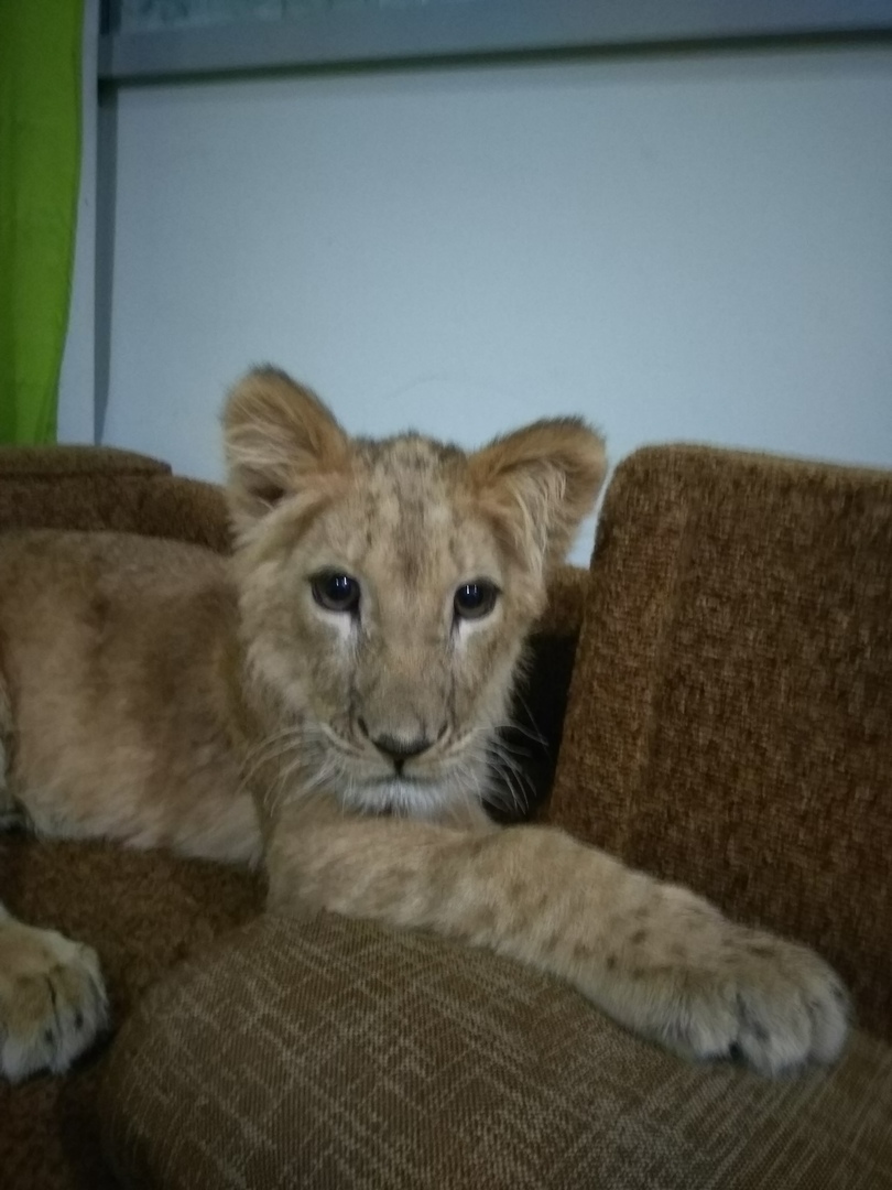 Today RKCenter VELES bought Lion cub Sima from Vasyukovich. - Lioness, Saint Petersburg, news, Veles, Help, Video, Longpost, Helping animals