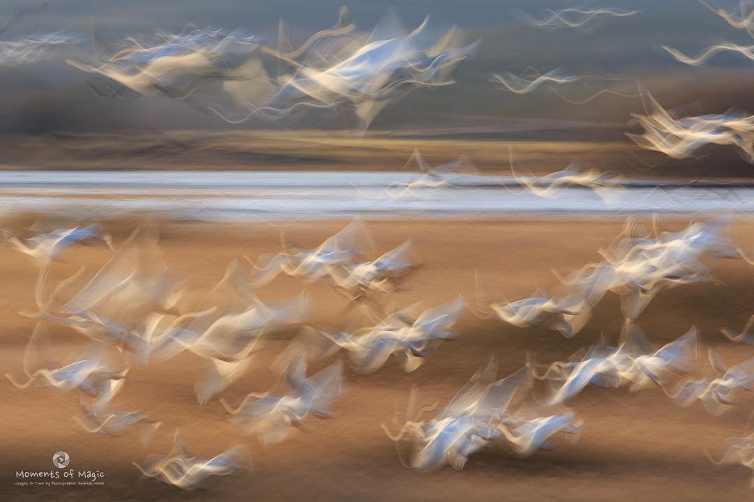 swan flock - Birds, The photo, Swans, Flock