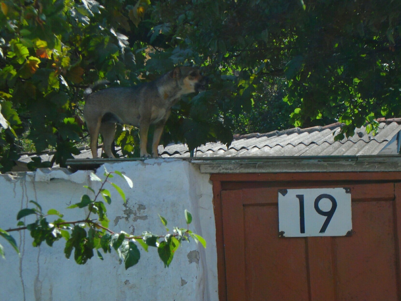 Theodosians))) - My, Crimea, Dog, Dream, Feodosia, Longpost