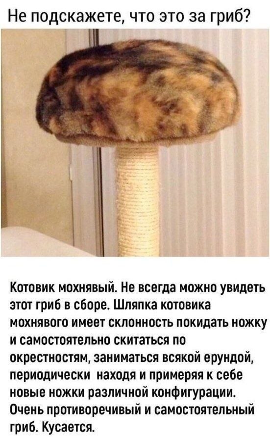 Что за гриб ?