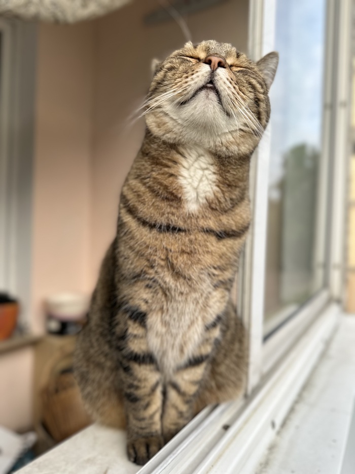 Замечтательный котейка