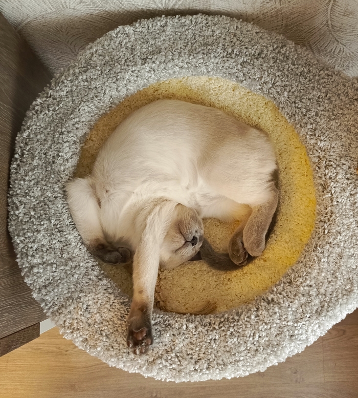 Сверка котов