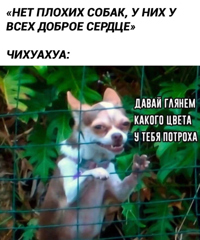 Добрячок