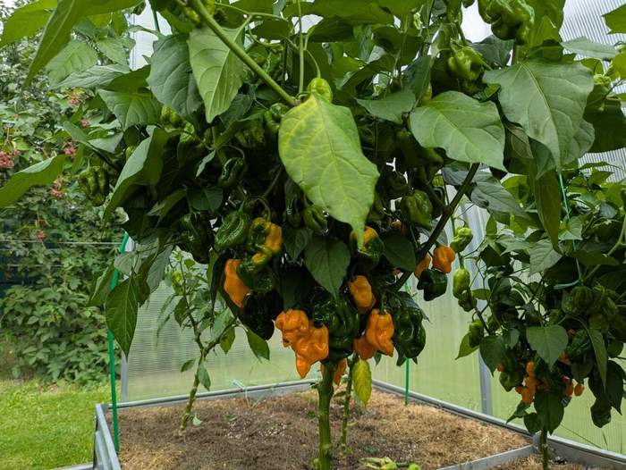 7Pot Barrackpore