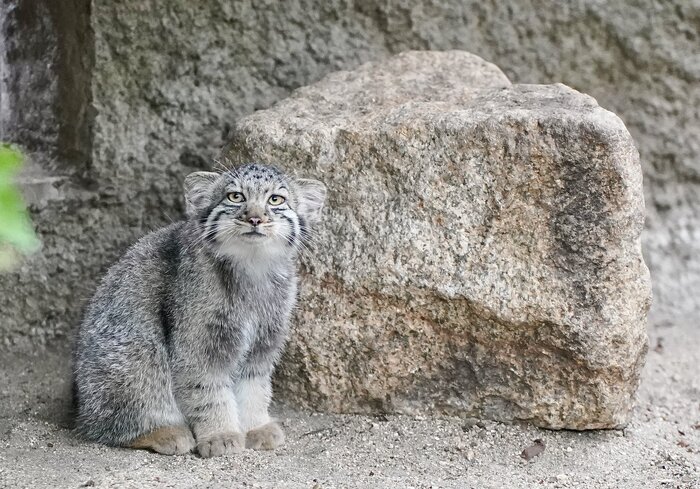 Сфоткай меня с моим другом камнем