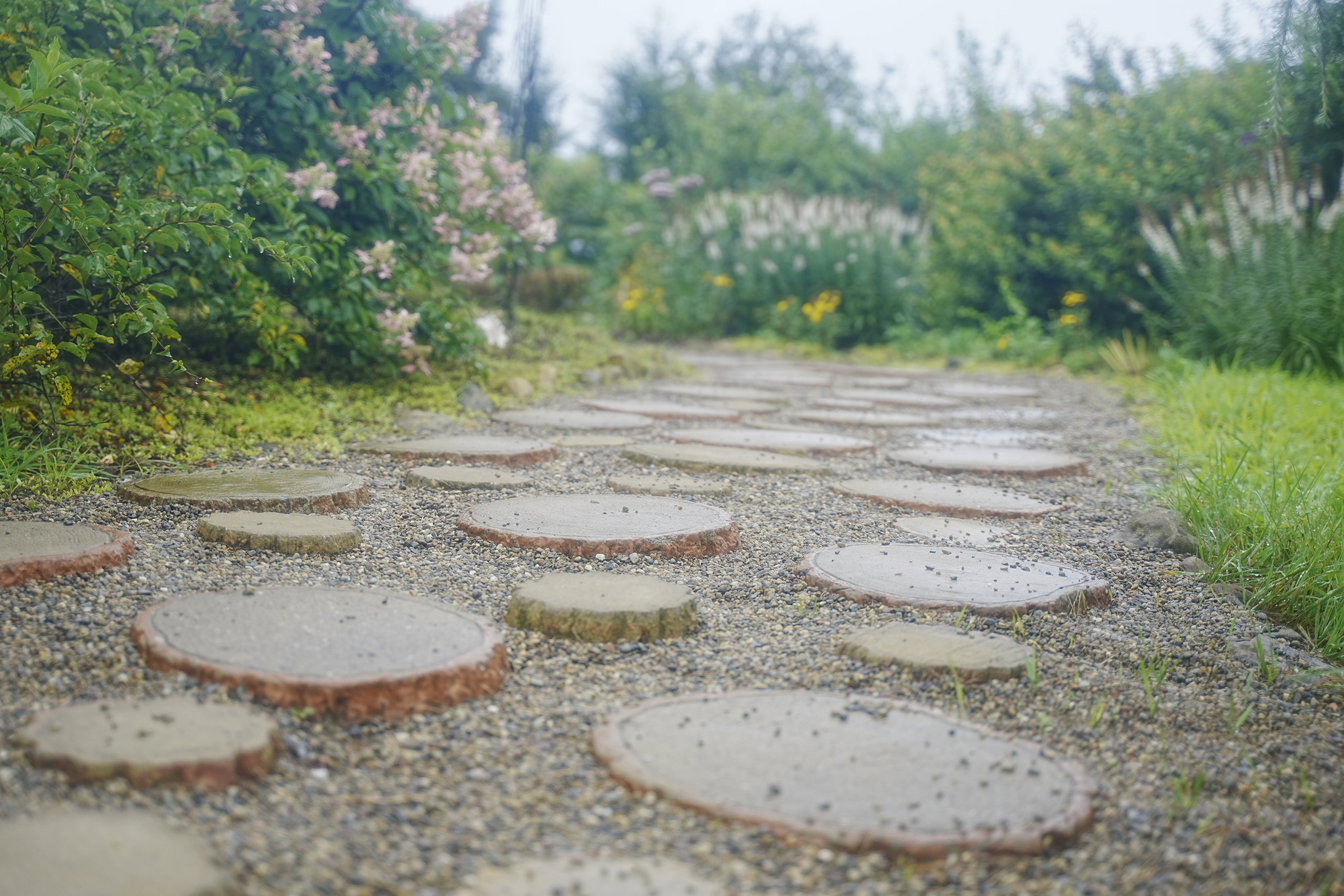 Japanese gardens near Nakhodka, morning after rain - My, Primorsky Krai, Photographer, City Nakhodka, Japanese Garden, Kappa, Spider, Longpost