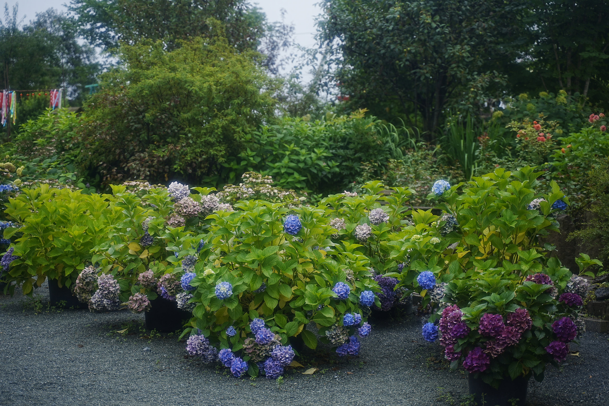 Japanese gardens near Nakhodka, morning after rain - My, Primorsky Krai, Photographer, City Nakhodka, Japanese Garden, Kappa, Spider, Longpost