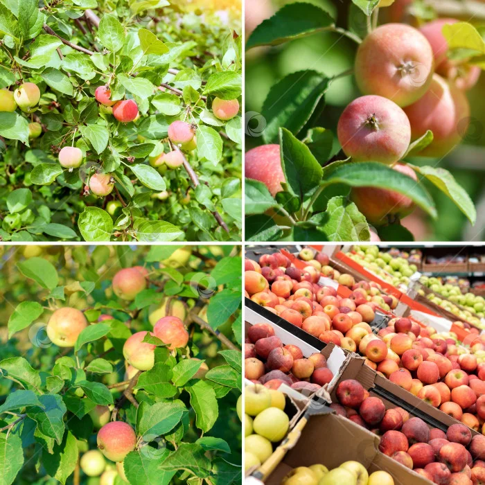 There are approximately 100 million good microbes inside every fresh apple (and other fruits and vegetables) - Biology, Microbiome, Apples, Фрукты, Vegetables, Planet Earth, Longpost