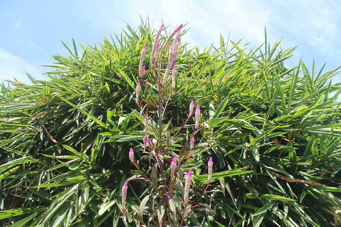 ������� ����������� (Celosia argentea)