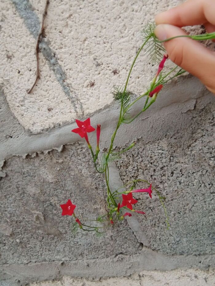 ������ ��������� (Ipomoea quamoclit).