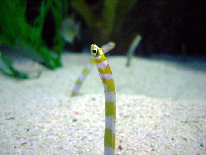Gorgasia preclara. ���� �� ���������