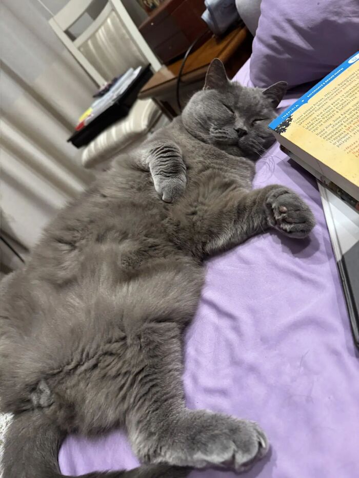Кот Йося