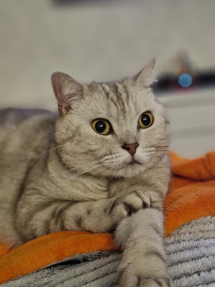 Кот Барсентий Укусов