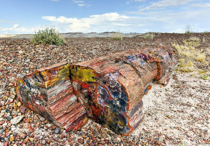 Crystal Forest в национальном парке Петрифайд-Форест (Petrified Forest National Park), расположенном в штате Аризона, США