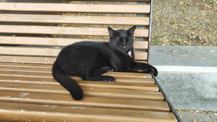 Летний кот