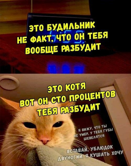 Если вам тяжело вставать по утрам, заведите кота ему всегда легко😄