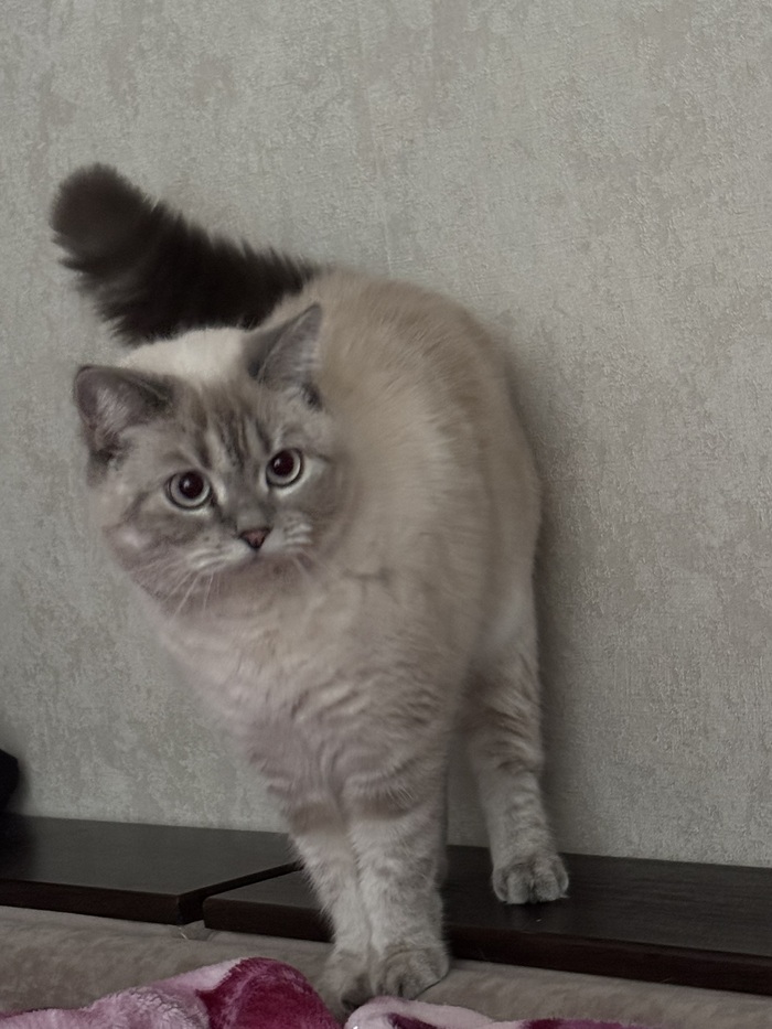 Лень родилась впереди моего кота...