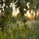 Аватар пользователя samayamaya