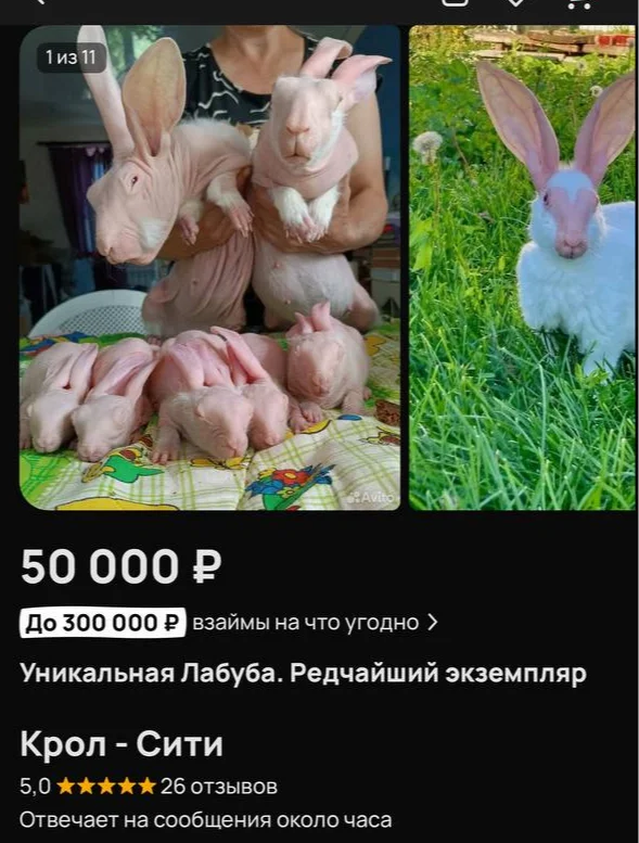 Russification of labuba - Humor, Picture with text