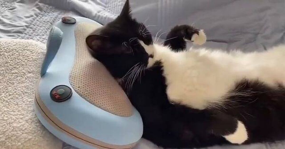 I bought a massager for my lower back. Meet my lower back: - Rutube, Humor, Animals, Funny animals, Pets, cat, Massager, Paws, Video, Short videos