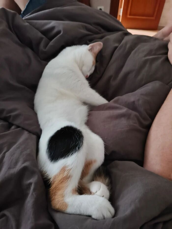 Кошка Варежка