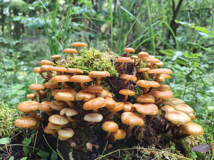 Kuehneromyces mutabilis (рус. Опёнок летний или кюнеромицес изменчивый)