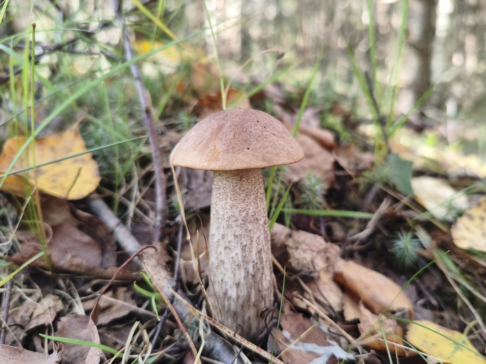 Подберёзовик (лат. Leccinum)