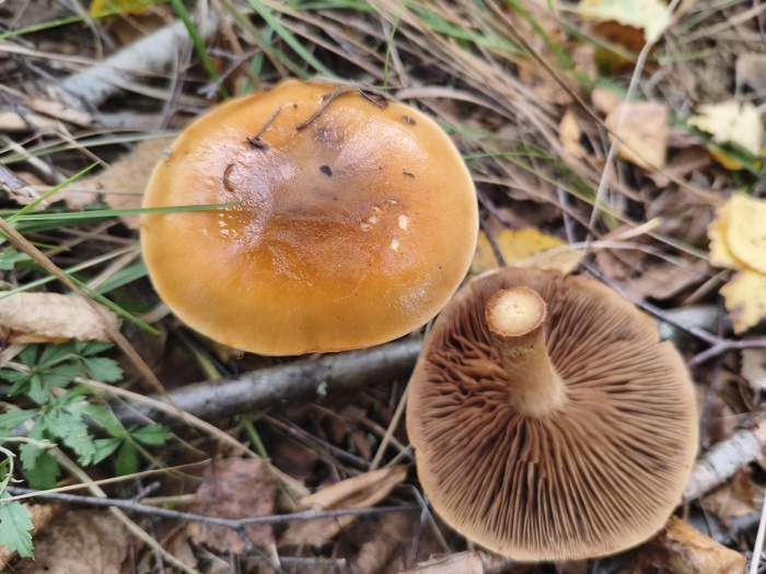 ����������������! ��������� ��������� (���. Cortinarius mucosus)