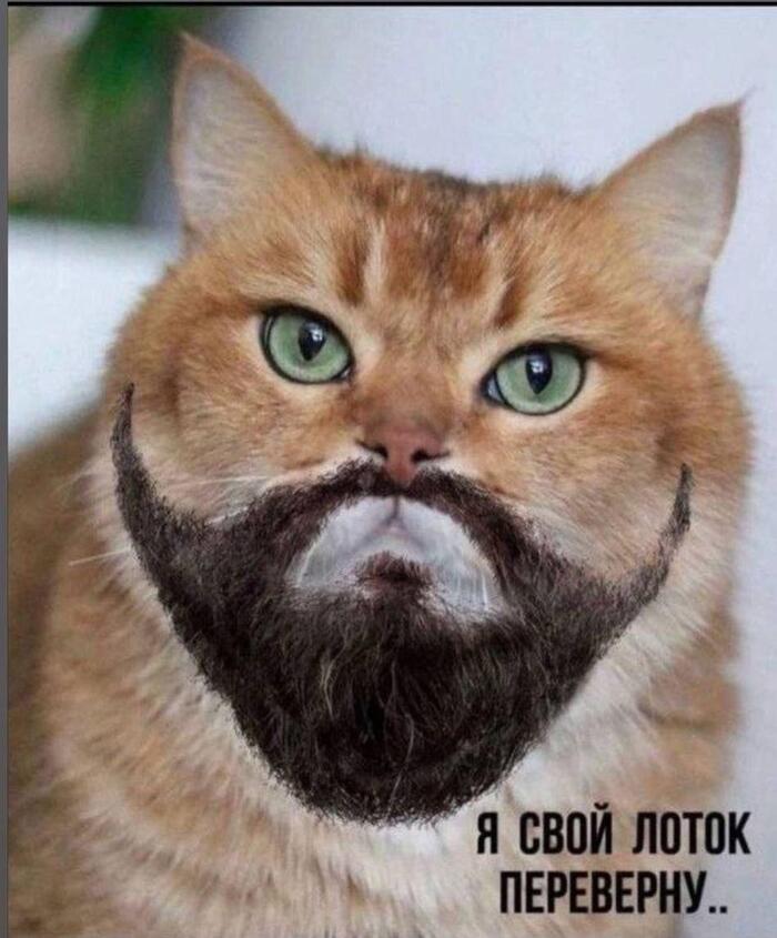 Котэ участвует